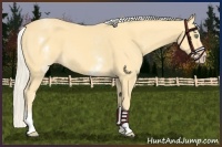 Horse Color:White Spotted Gold Cream Champagne 