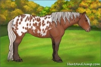 Horse Color:Silver Bay Roan Appaloosa 