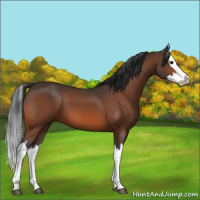 Horse Color:Bay Splash 