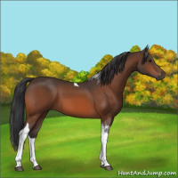 Horse Color:Bay Tobiano 