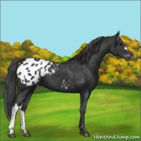 Horse Color:Black Appaloosa