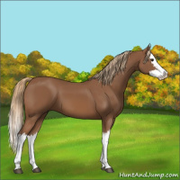 Horse Color:Chestnut Splash 