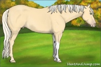 Horse Color:Gold Cream Champagne Tobiano 