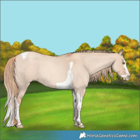 Horse Color:Gold Champagne Roan Dun Splash Tobiano 
