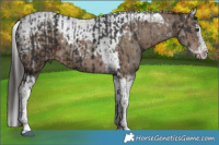 Horse Color:Liver Chestnut Splash Tobiano  and Liver Red Dun Sabino Splash Tobiano 