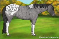 Horse Color:Blue Roan Tobiano Appaloosa 