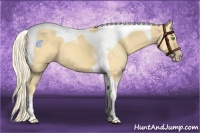 Horse Color:Gold Cream Champagne Tobiano 