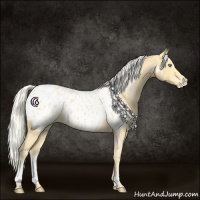 Horse Color:White Spotted Gold Cream Champagne Appaloosa