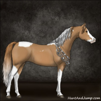 Horse Color:Chestnut Splash Tobiano 