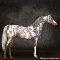Horse Color:Silver Bay Roan Appaloosa 
