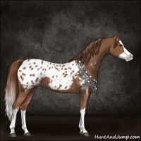 Horse Color:Chestnut Splash Appaloosa