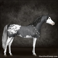 Horse Color:Blue Roan Splash Blanket 