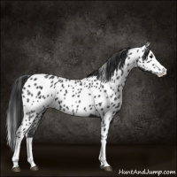Horse Color:Black Splash Near Leopard 