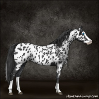 Horse Color:Black Splash Near Leopard 