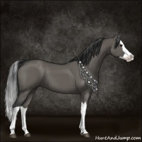 Horse Color:Grullo Splash 