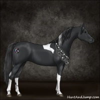 Horse Color:Black Tobiano 
