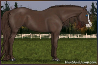 Horse Color:Liver Chestnut Splash 