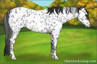 Horse Color:Blue Roan Near Leopard 