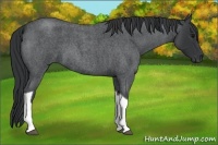 Horse Color:Blue Roan Tobiano 