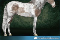 Horse Color:Silver Brown Dun Tobiano Frame 