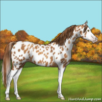 Horse Color:Gray Gold Champagne Splash Appaloosa 