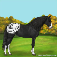 Horse Color:Gray Black Splash Appaloosa