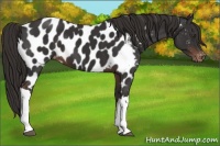 Horse Color:Liver Chestnut Near Leopard 