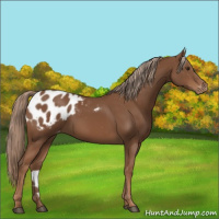 Horse Color:Chestnut Appaloosa
