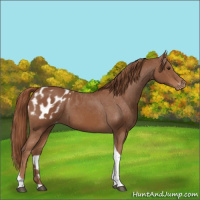 Horse Color:Chestnut Tobiano Blanket 