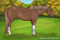 Horse Color:Chestnut Tobiano