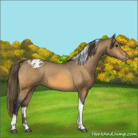 Horse Color:Buckskin Tobiano Appaloosa 