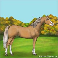 Horse Color:Palomino Splash Varnish 