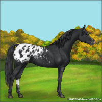 Horse Color:Black Frame Appaloosa 