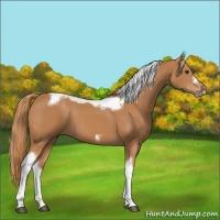 Horse Color:Chestnut Tobiano Frame 