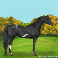 Horse Color:Black Frame Appaloosa