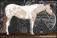Horse Color:Red Dun Tobiano Appaloosa 