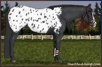 Horse Color:Black Splash Near Leopard 
