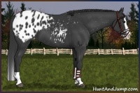 Horse Color:Black Splash Appaloosa 