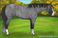 Horse Color:Blue Roan Splash 