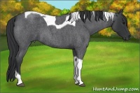 Horse Color:Blue Roan Tobiano 