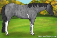 Horse Color:Blue Roan Tobiano