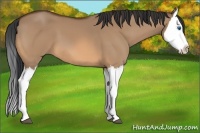 Horse Color:Bay Dun Splash 