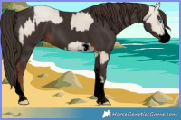 Horse Color:Void Buckskin Pearl Sabino Splash  and Void Liver Chestnut Tobiano 