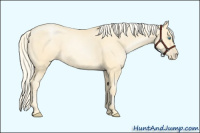 Horse Color:Palomino Pearl Sabino 