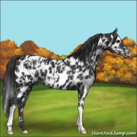 Horse Color:Black Splash Appaloosa and Black Appaloosa