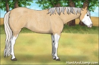 Horse Color:Silver Buckskin Roan Splash 