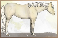 Horse Color:Palomino Pearl Sabino 