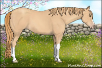 Horse Color:Gold Champagne 