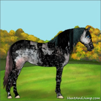 Horse Color:Void Watercolor Buckskin Onyx Splash Tobiano