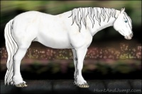 Horse Color:Palomino Pearl Sabino Appaloosa 